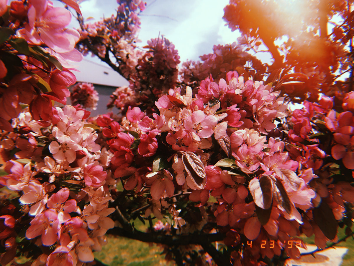Pink flowers catching the light